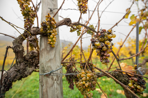 closeup of rotten grapes in an autumnal vineyard - Wachau Austria