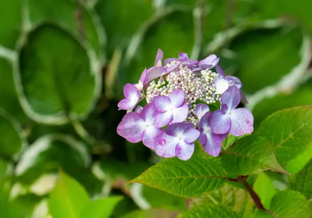 detail of a purple Hydrangea bush