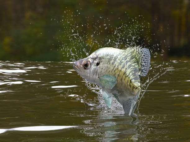 Great pattern of crappie fish in river jumping out 3d render stock photo