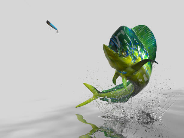 Big catch of Mahi mahi dolphinfish in white background with splashes hooked by popper bait 3d render Big catch of Mahi mahi dolphinfish in white background with splashes hooked by popper bait 3d render lampuga stock pictures, royalty-free photos & images