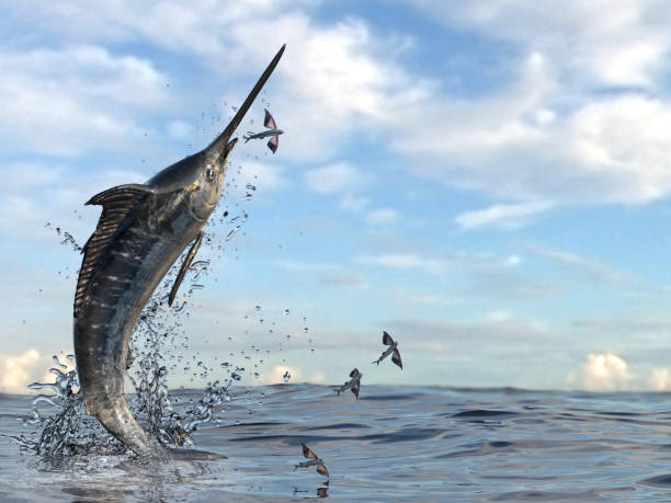 salto in alto dal pesce spada che sta cercando di catturare i suoi pesci volanti rey - pesce volante immagine foto e immagini stock