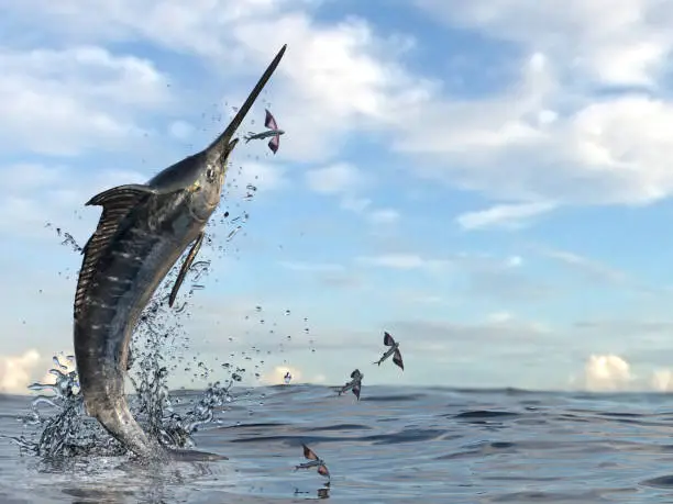 High jump from swordfish which is trying to catch its rey flying fishes