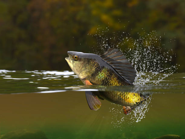 istock Perch fish jumping in river halfwater view 3d realitstic render 1066713632