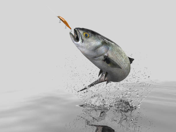 Cathing Bluefish in black background with splashes hooked by trolling bait 3d render Cathing Bluefish in black background with splashes hooked by trolling bait 3d render pomatomidae stock pictures, royalty-free photos & images