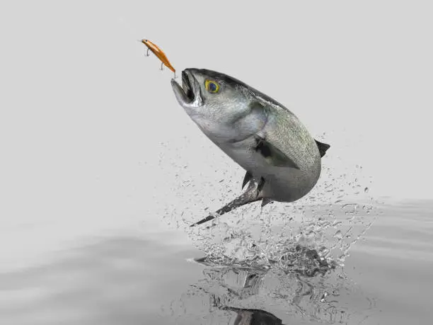 Cathing Bluefish in black background with splashes hooked by trolling bait 3d render