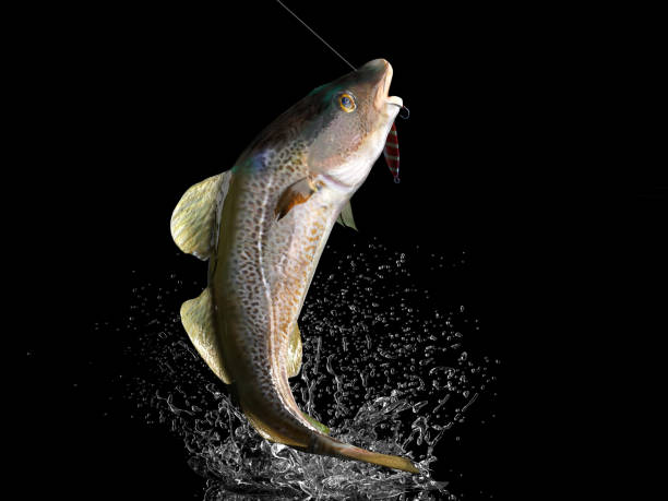 Cathing of cod fish in black background with splashes hooked by slow jigging inchiku bait 3d render