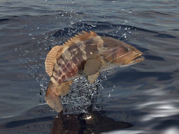 istock White grouper fish jumping out of water 3d render 1066713832