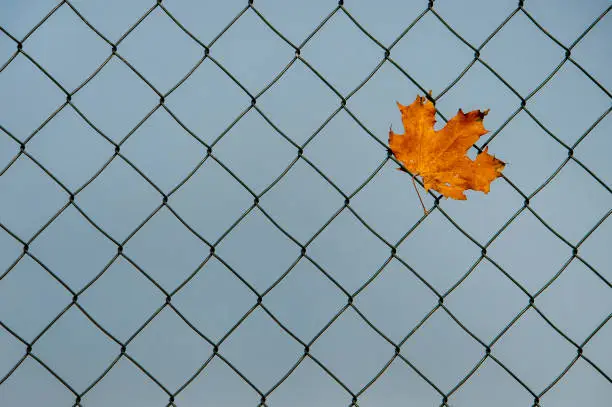 autumnal colored maple leaf caught in a wire-mesh fence