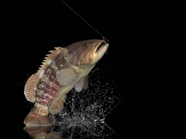 istock Cathing bottom dweller grouper fish in black background with splashes hooked by slow jigging inchiku 3d render 1066714284