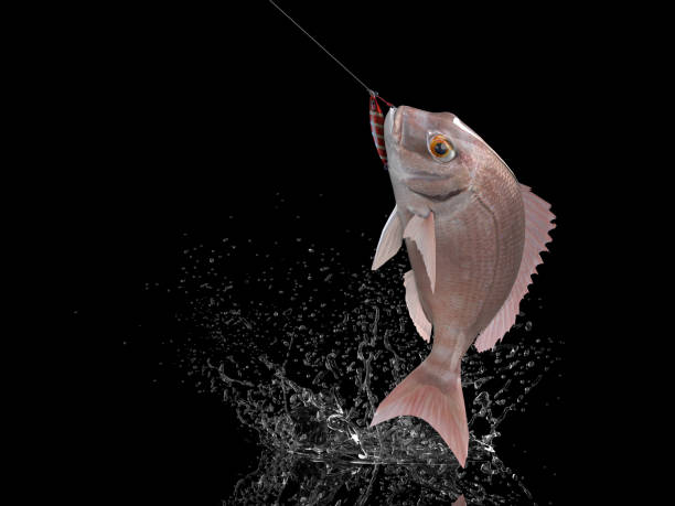 istock Cathing red porgy fish in black background with splashes hooked by jig 3d render 1066715334