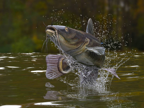 Big catfish in river jumping out of water 3d render Big catfish in river jumping out of water 3d render ray finned fish stock pictures, royalty-free photos & images