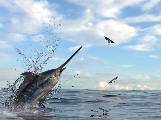 marlin pesce spada uscire dall'acqua per catturare pesci volanti in ocean 3d render - pesce volante immagine foto e immagini stock