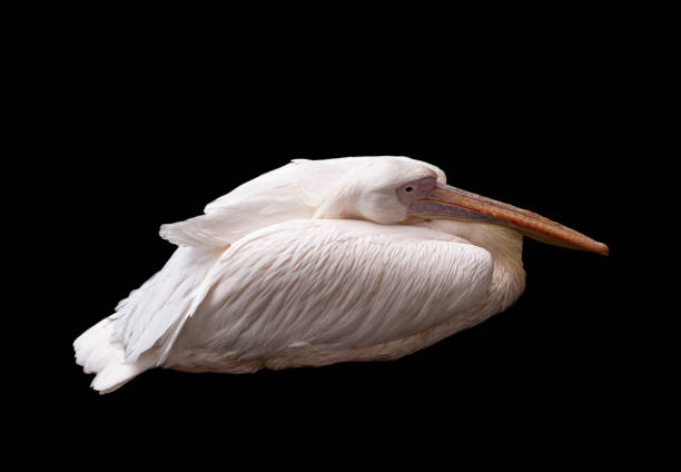 istock Portrait Of White Pelican 1066717218
