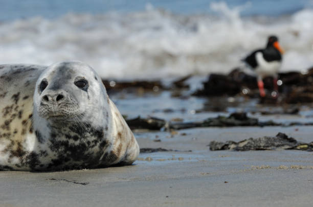 istock Gray Seal with oystercatcher in the background 1066717318