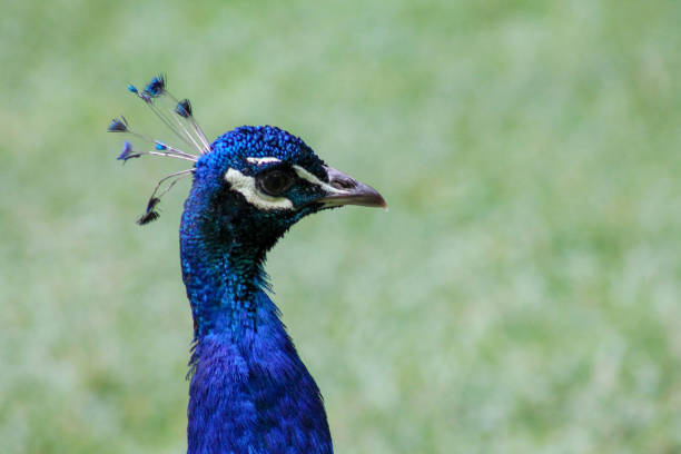istock Close up of a Blue Peacock with feathers, 1066722584