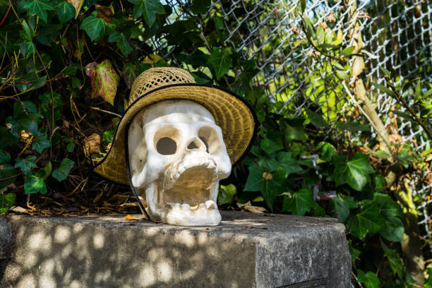 The upper half of an old human skull has been mounted on a pole outdoors like a tribal trophy or totem.