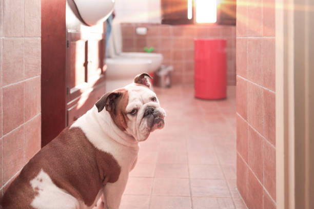 Sad-looking English bulldog sits at the entrance of her house's bathroom. Bright sunlight enters from the window