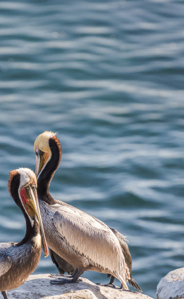 istock Pair of Brown Pelicans 1066725030