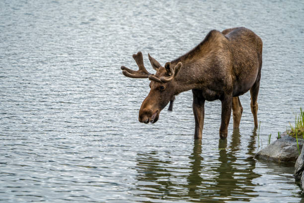 istock Beautiful Alaskan moose drinks water from a stream on a summer day 1066727716