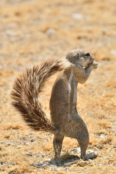 African Ground Squirrel a squirrel stand at attention while eating in Southern Africa african ground squirrel stock pictures, royalty-free photos & images