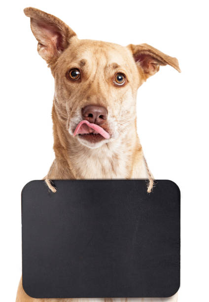 istock Funny Hungry Dog Wearing Blank Chalkboard 1066728788