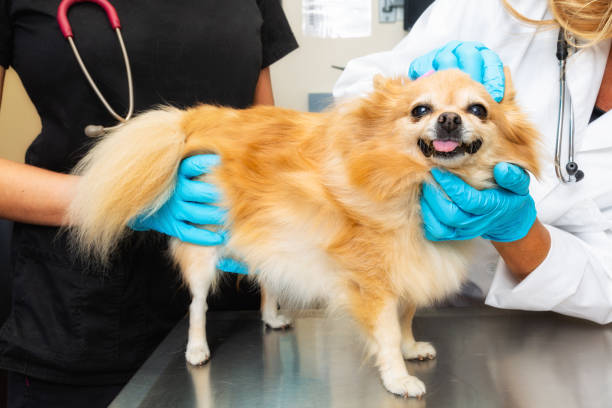 istock Small Dog Being Examined by Veterinarian 1066729884
