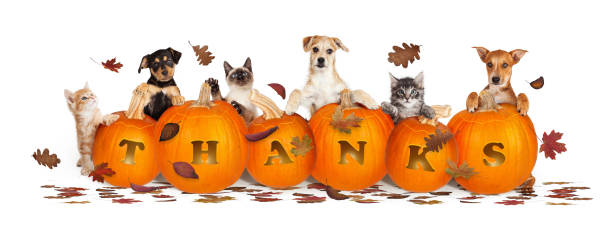 Thanksgiving Dogs and Cats With Falling Leaves stock photo