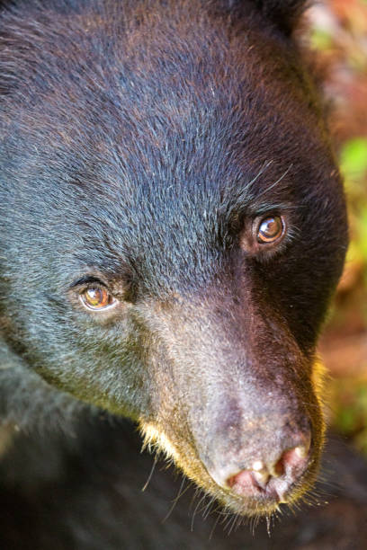 istock Closeup Face of Brown Bear Looking Up 1066730218