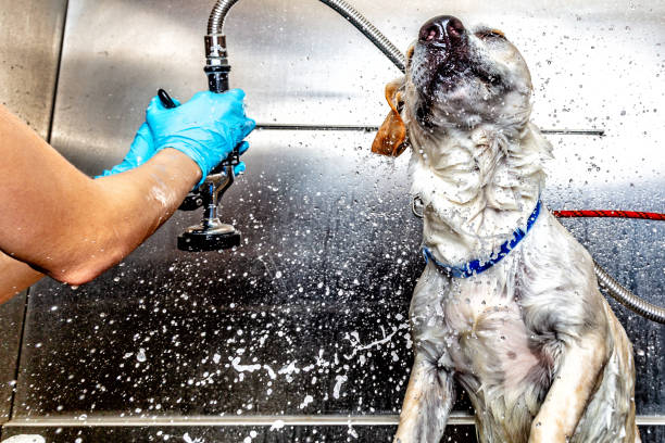 pies potrząsając wodą off po kąpieli w groomer - groomer zdjęcia i obrazy z banku zdjęć