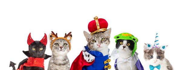istock Cat In King Halloween Costume 1066730468