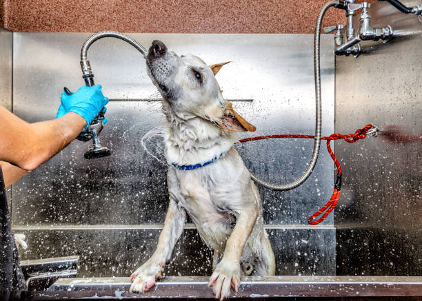 chien d’être lavés de secouer l’eau - soaking tub photos et images de collection