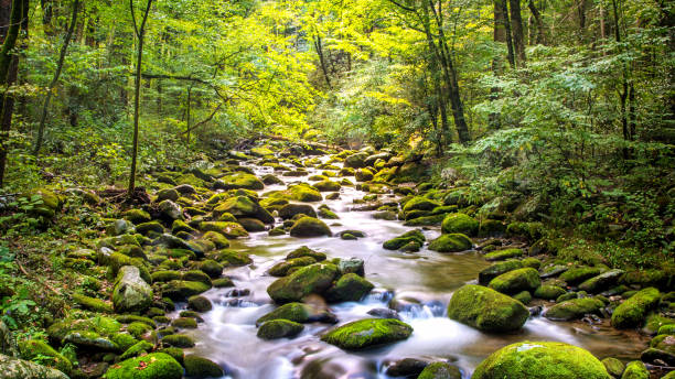 Creek Running Through Roaring Fork in Smoky Mountains Water stream flowing along the Roaring Fork Motor Nature Trail in the Great Smoky Mountain National Park great smoky mountains photos stock pictures, royalty-free photos & images