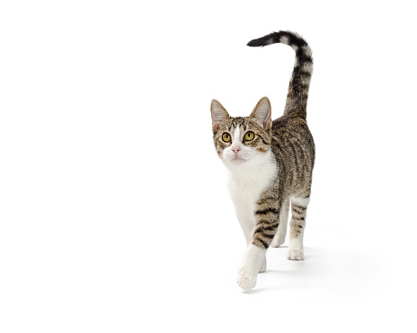 Young active tabby domestic shorthair cat walking and looking forward over white with copy space