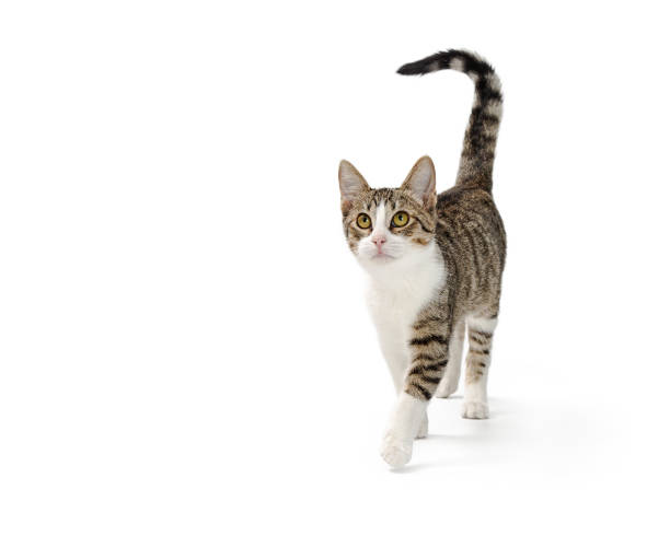 Active Young Cat Walking Forward With Copy Space stock photo