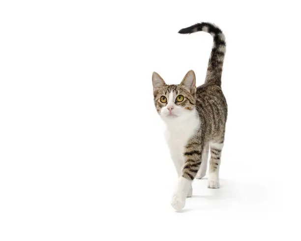 Photo of Active Young Cat Walking Forward With Copy Space