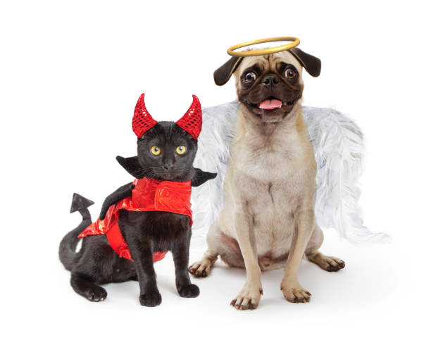 Devil Cat and Angel Dog Together Funny photo of cat wearing devil costume and dog dressed as an angel cat with clothes stock pictures, royalty-free photos & images