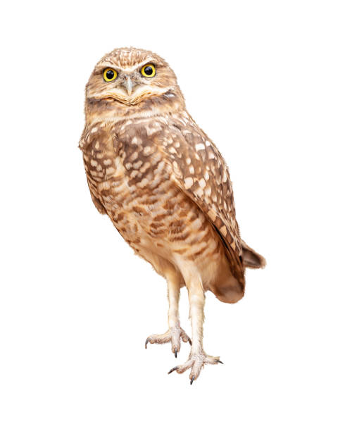 Burrowing Owl Facing Forward Extracted Burrowing owl facing side turning towards camera. Extracted from natural background and isolated on white background. burrowing owl stock pictures, royalty-free photos & images