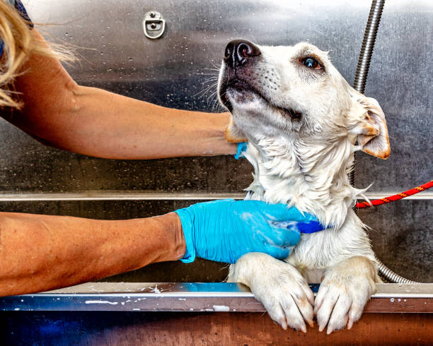 istock Dog Getting a Bath by Groomer 1066732092