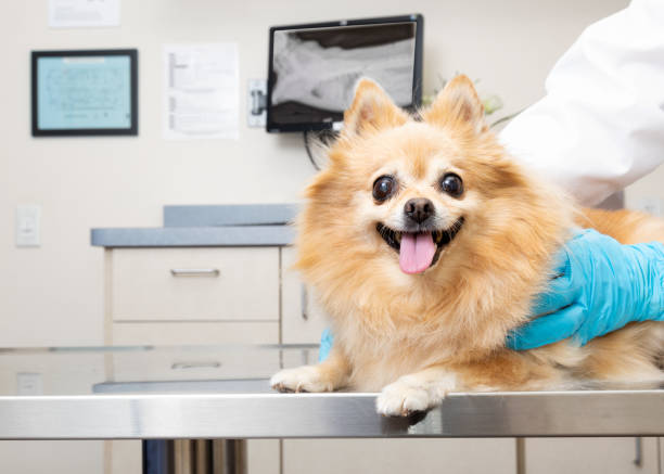 Happy Dog at Veterinary Office Happy Pomeranian dog lying down on an exam room table with a happy and smiling expression pomeranian pets mammal small stock pictures, royalty-free photos & images