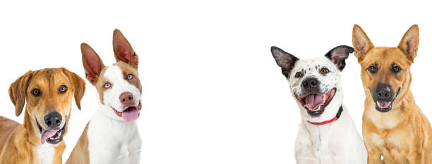 istock Large Happy Dogs White Web Banner 1066732182