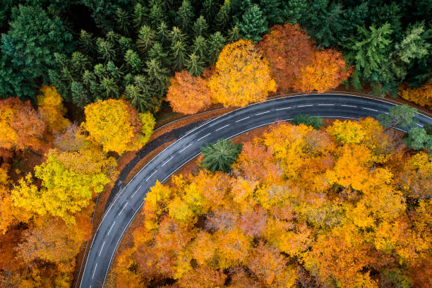 Road through autumnal forest - aerial view