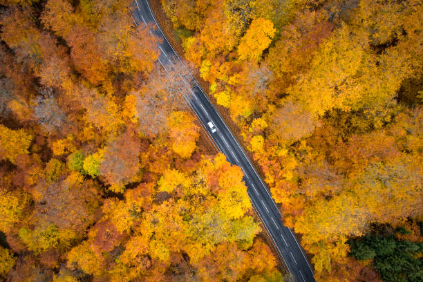 istock Road through autumnal forest - aerial view 1066732520