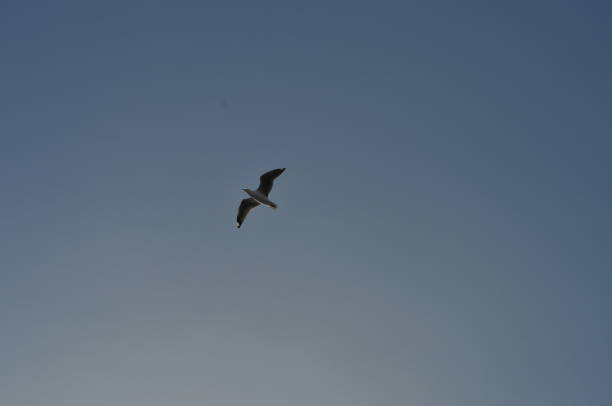 istock Flying seagull in the blue sky 1066734256