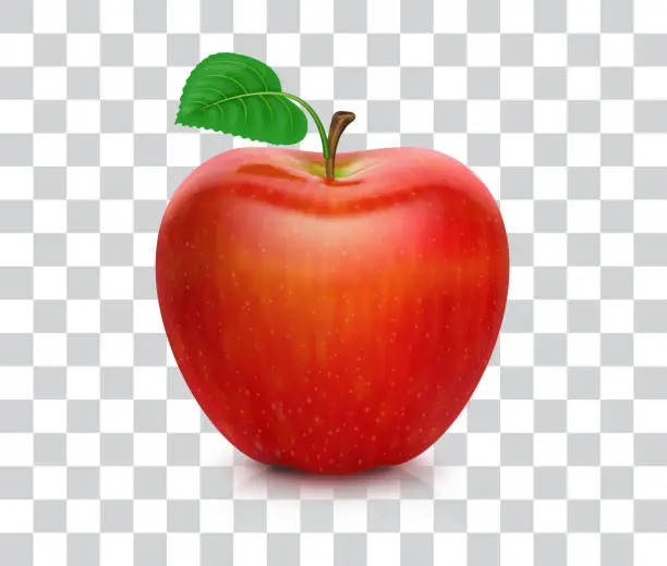 Vector illustration of Red apple