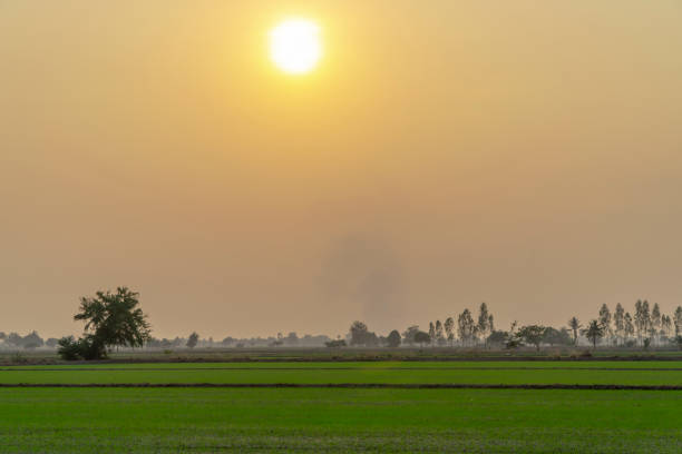 istock Sunrise and rice mist over fields in morning. 1066734646
