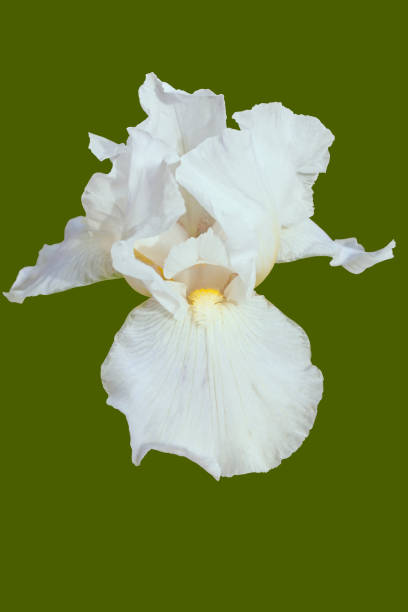 istock Bearded Iris pale blue color isolated with clipping path. 1066738388