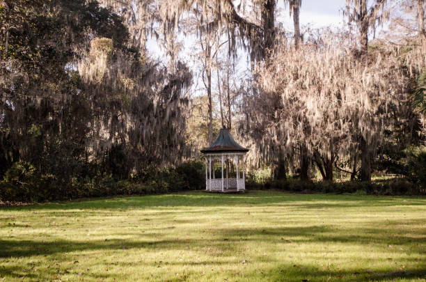 beautiful canopy of live oak trees and resurrection ferns with spanish moss by a romantic white gazebo - magnolia southern usa white flower imagens e fotografias de stock