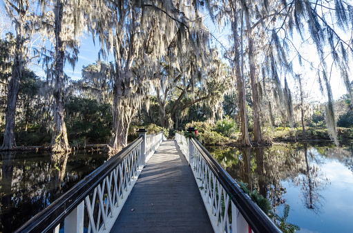 Lovely canopy of live oaks trees with resurrection fern and draped with Spanish moss over a white arched pedestrian bridge over a pond, decorated for Christmas at Magnolia Plantation Charleston, South Carolina.