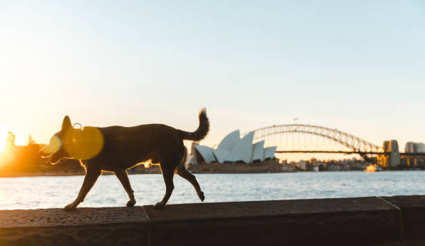 vue du chien en face de l’opéra de sydney, en australie. - opera house sydney australia australia bay photos et images de collection