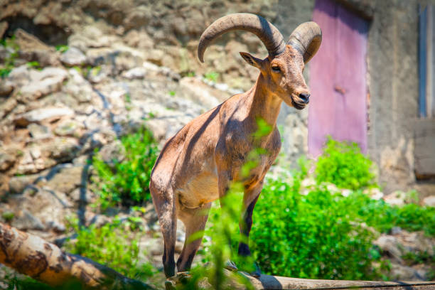 istock Desert bighorn sheep 1066745286